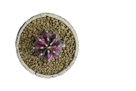 Isolated Top view image Pink Switched Green castas  in clay pots on a white background with clipping path.の写真素材