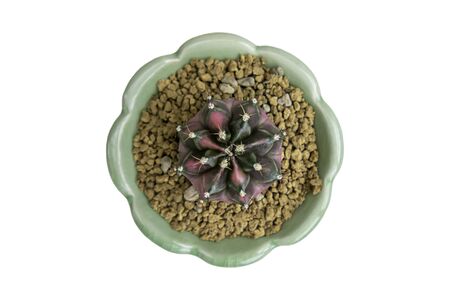 Top view  Pink Switched Green castas  in clay pots on a white background   .の写真素材