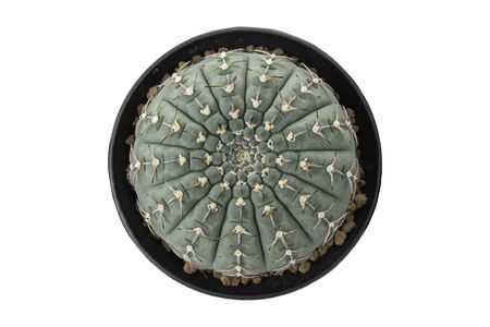 Top view  Green castas  in pots on a white background   .の写真素材