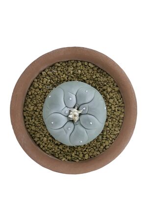 Isolated Top view image Green castas  in pots on a white background with clipping path.の写真素材