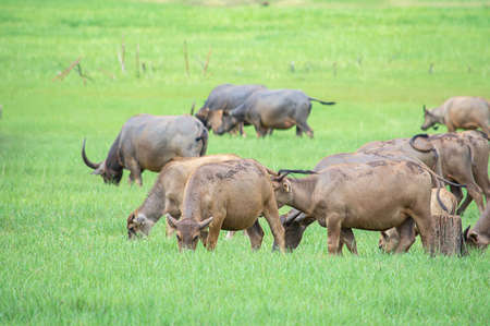 A buffalo eating grass on a meadow.の写真素材