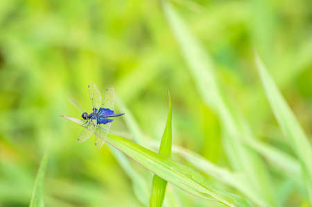 Blue dragonfly with transparent wings on the leaves of the grass Background blurry green tree.