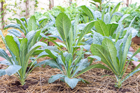 Lots of Dinosaur kale or Brassica oleracea grown in the field Covered with dry straw.