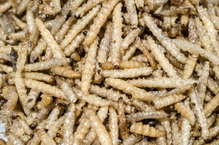 fired silk worm as snack in Asia countriesの写真素材