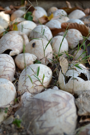 Shell