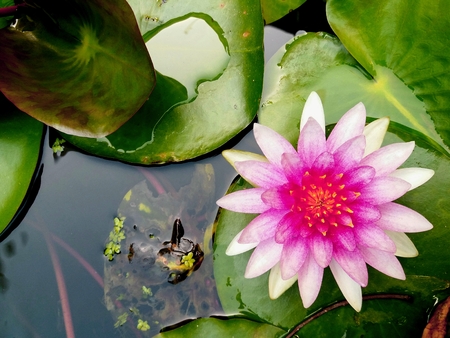 Blooming lotus in pondの写真素材