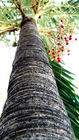 Betel palm on the beachの写真素材
