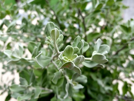 Tree in winterの写真素材