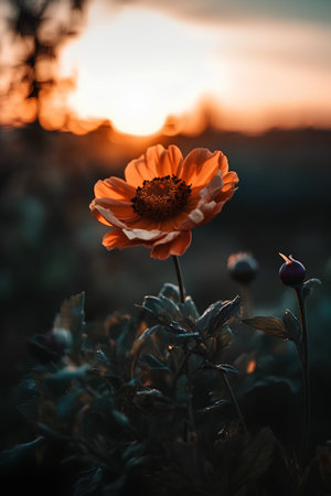 Beautiful orange poppy flower in the field at sunset. Soft focus.の素材
