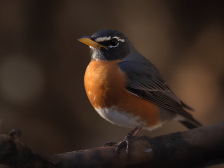 American Robin (Turdus migratorius) on a branchの素材