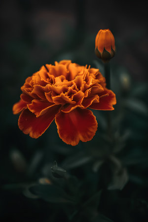 Orange marigold flower on dark background. Selective focus.の素材