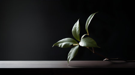 Green leaves on a black background. Minimal style. Copy space.の素材