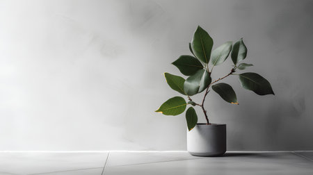 Ficus in a pot on a gray background. Minimalistic style.の素材