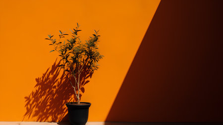 plant in black pot on orange wall with shadow, concept of interior designの素材