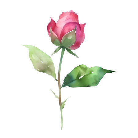 Watercolor rose. Hand painted illustration. Isolated on white background.の素材