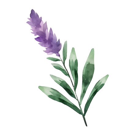 Watercolor lavender flower isolated on white background. Vector illustration.の素材