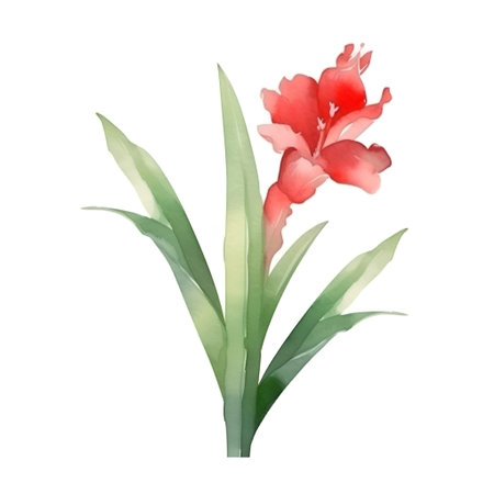 Watercolor red gladiolus flower isolated on white background. Vector illustration.の素材