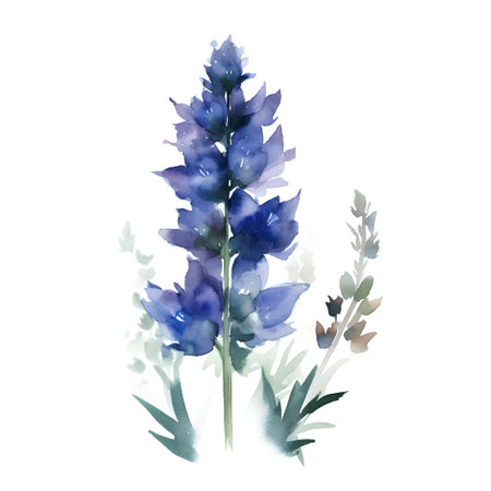 Watercolor lavender flowers. Hand drawn vector illustration isolated on white background.の素材