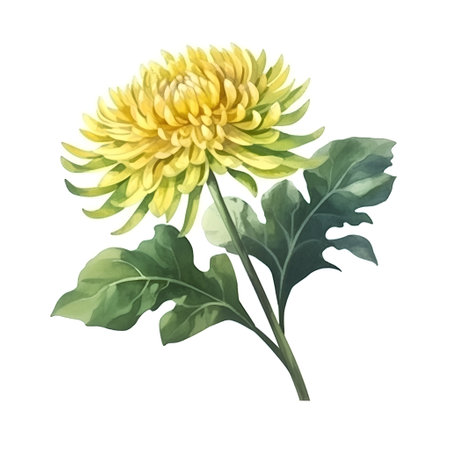 Watercolor yellow chrysanthemum isolated on white background.の素材