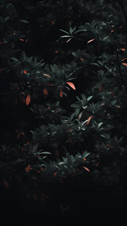 Leafs of a tree with red leaves in the dark.の素材