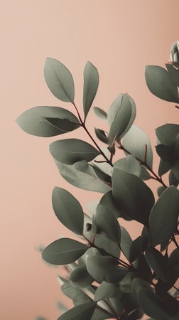close up of eucalyptus leaves on pink background with copy spaceの素材