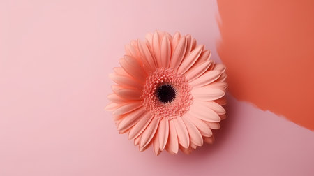 Pink gerbera flower on a pink background with space for textの素材