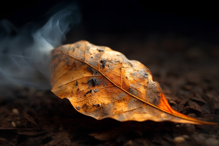 Dry leaf on the ground with smoke. Shallow depth of field.の素材