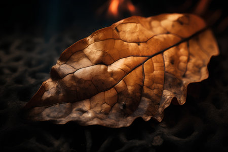 Dry autumn leaf on the background of a burning fire. Toned.の素材
