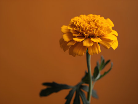 Yellow marigold flower on a orange background. Close up.の素材