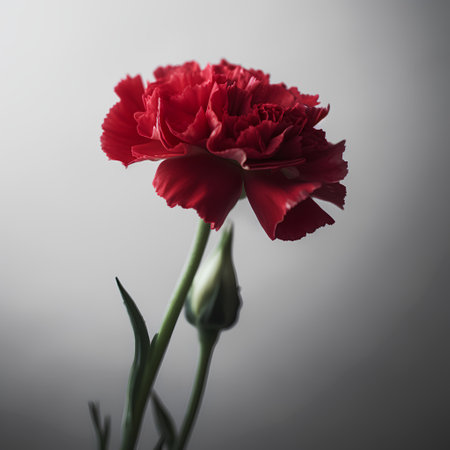 Red carnation flower isolated on white background. Close-up.の素材