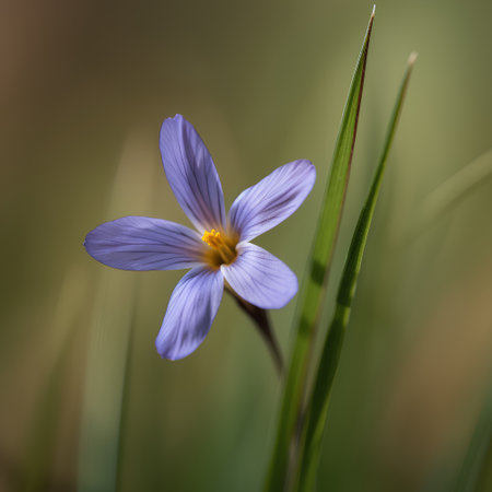 Blue crocus flower in the meadow close up. Macro shotの素材