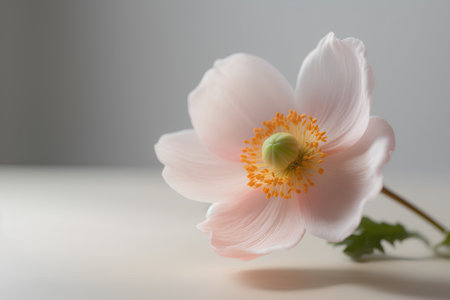 Pale pink anemone flower on a light background. Copy space.の素材