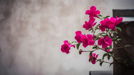 Bougainvillea flowers in vase on concrete wall backgroundの素材
