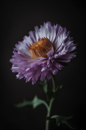 Beautiful purple aster flower on a dark background. Selective focus.の素材