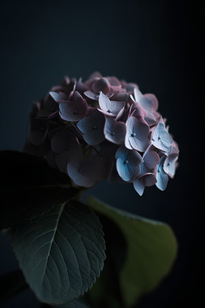Beautiful hydrangea flower on dark background, close upの素材
