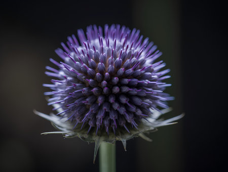 Purple flower of a burdock on a dark background close-upの素材