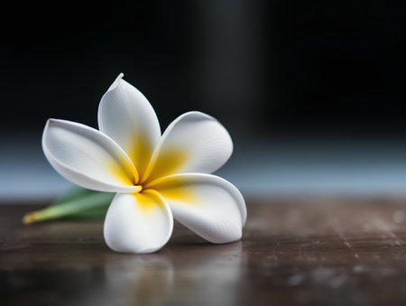 Frangipani flower on wooden table with bokeh backgroundの素材