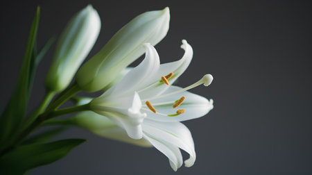 Beautiful white lily flower on a dark background, close upの素材