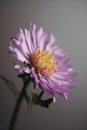 Beautiful purple aster flower on gray background. Selective focus.の素材