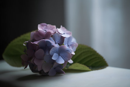 Beautiful hydrangea flowers on a wooden table. Selective focus.の素材