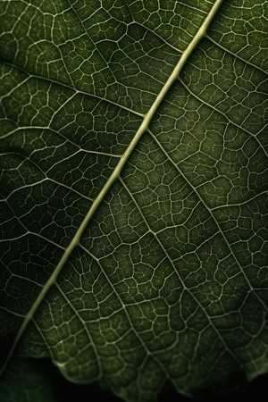 close up of green leaf texture, abstract nature background with copy spaceの素材