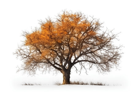 Autumn tree isolated on a white background. 3d rendering.の素材