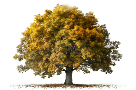Autumnal tree isolated on white background. 3D illustration.の素材