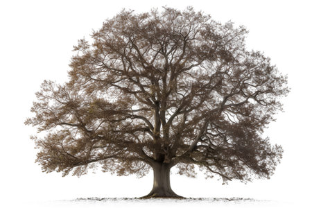 Old oak tree isolated on white background 3D illustration, clipping pathの素材