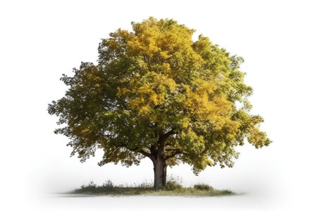 Autumnal tree isolated on white background. 3d illustration.の素材
