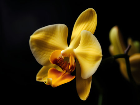 Beautiful yellow orchid flower on a black background, close upの素材