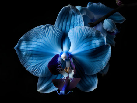 Beautiful blue orchid flower on black background. Close up.の素材