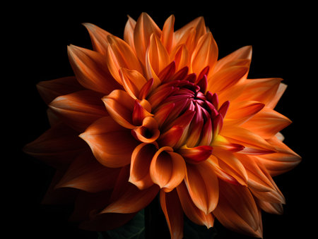 Orange dahlia flower isolated on black background. Closeup.の素材