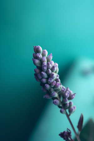 Lavender flowers on a green background. Selective focus.の素材