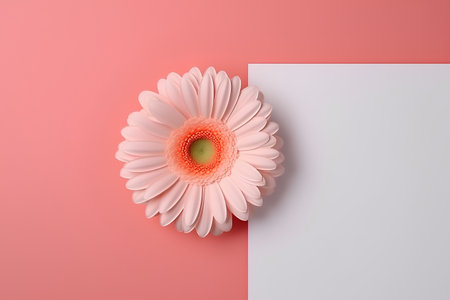 Pink gerbera flower on a pink background. 3d renderの素材